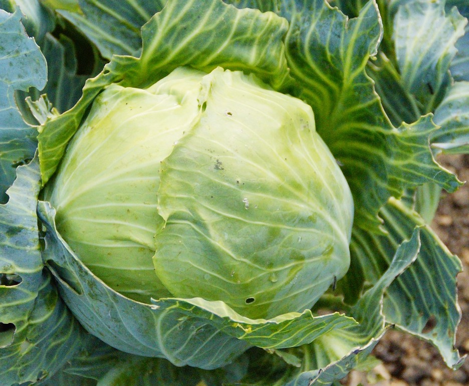 Head of fresh cabbage