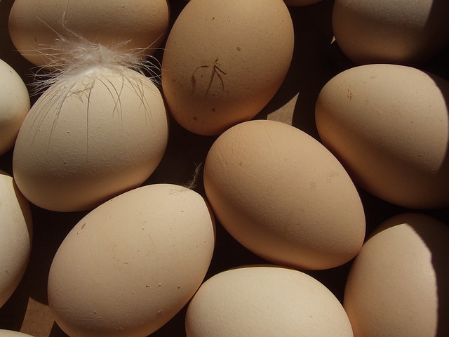 brown raw eggs