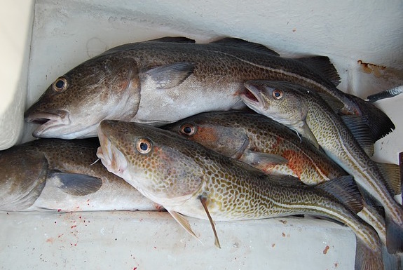 Fresh whole cod fish