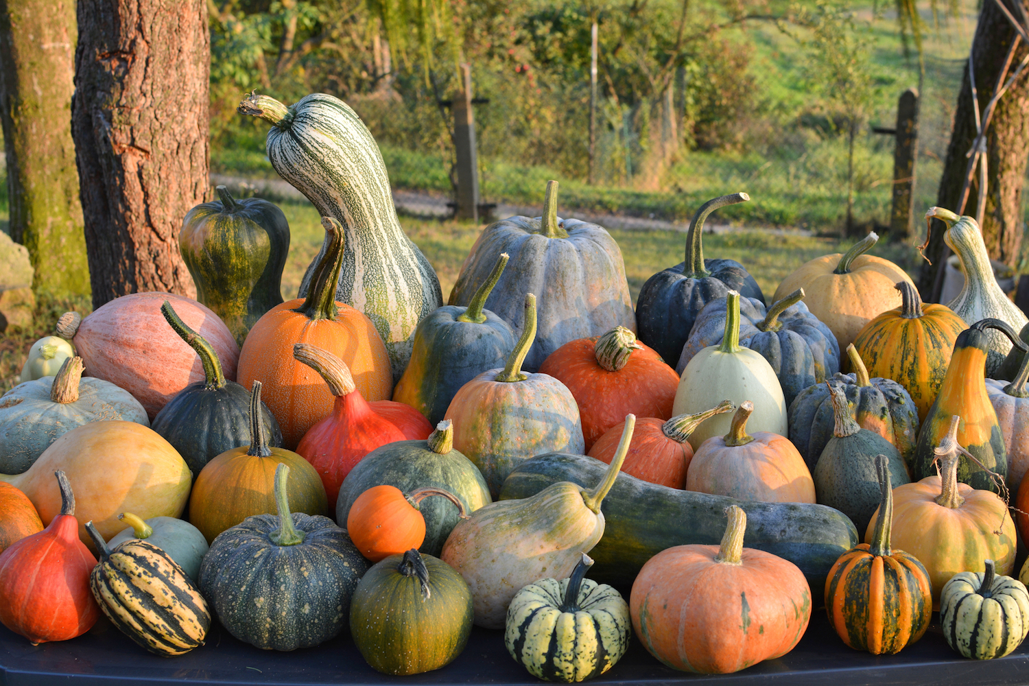 A variety of pumpkins and winter squashes