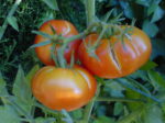 Tomatoes growing on the vine