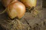 Onions on wood background