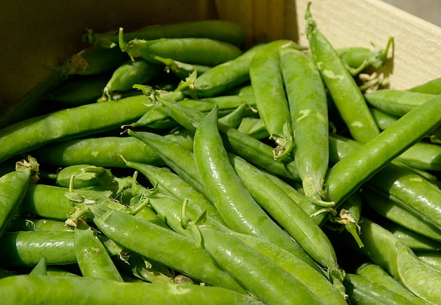 fresh peas in pods