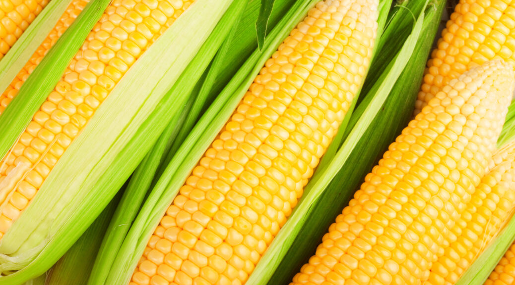 Fresh Ears of Corn