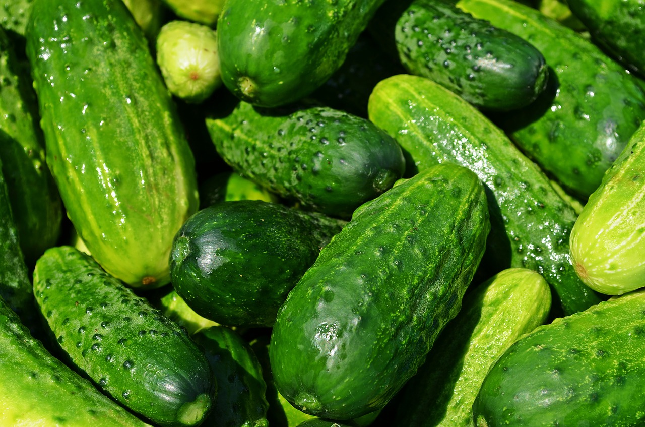 fresh, raw cucumbers