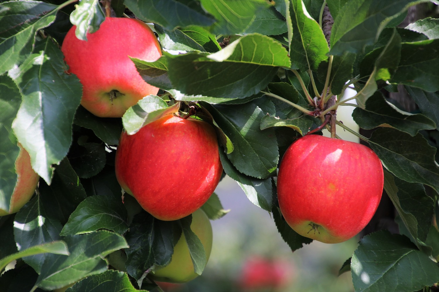 Red ripe apples on tree