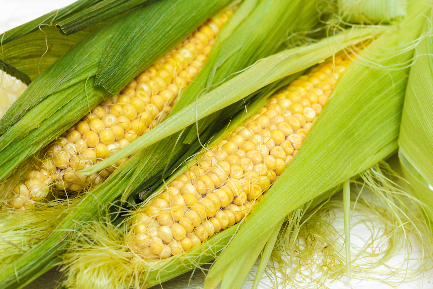 Fresh corn in husks