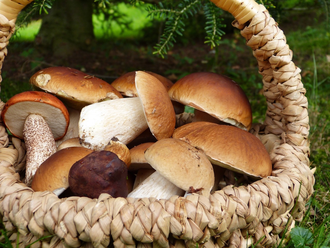 gathering fresh mushrooms