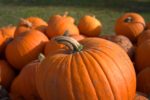 pumpkins in grass