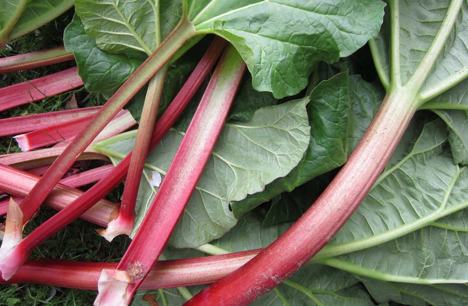 Rhubarb is an early spring fruit.