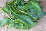 Young green leaves of sorrel on craft paper. Useful vegetable culture and medicinal plant Rumex acetosa, rich in vitamins and minerals. Close-up.