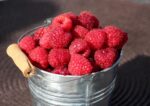 Fresh raspberries are a seasonal fruit.