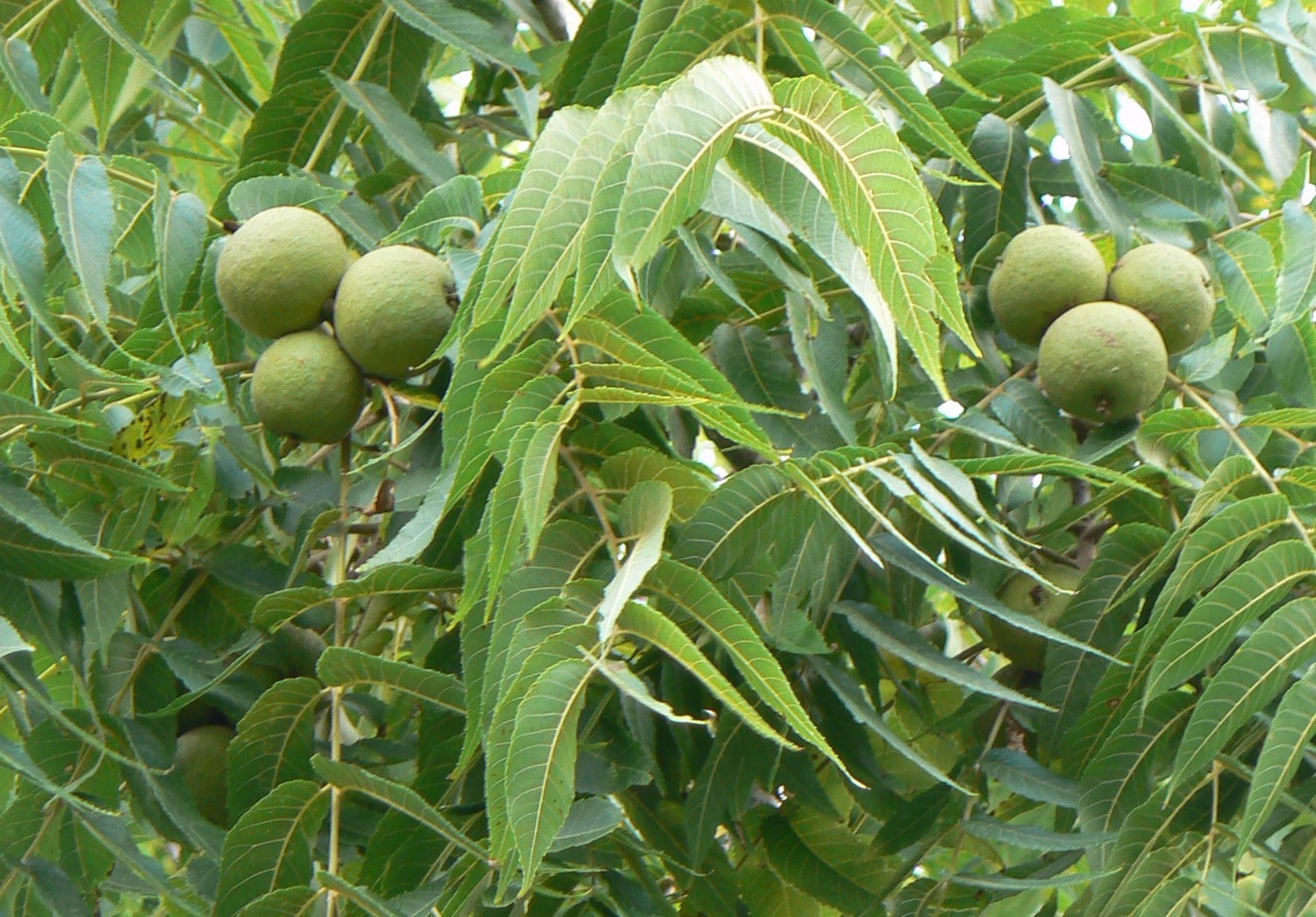 Young Black Walnuts on Tree