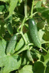 Ripe cucumbers in the garden