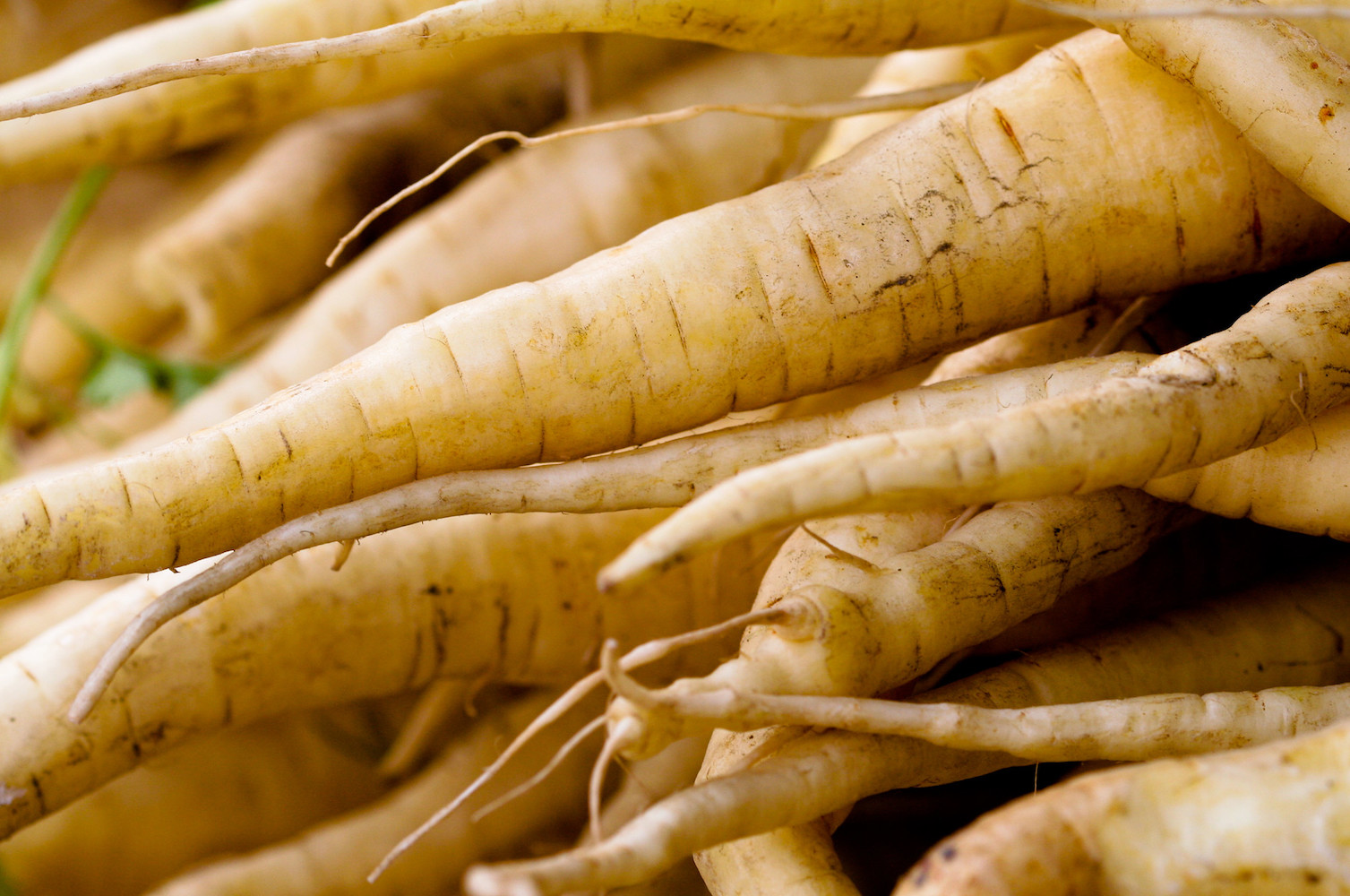 Close up of fresh parsnips