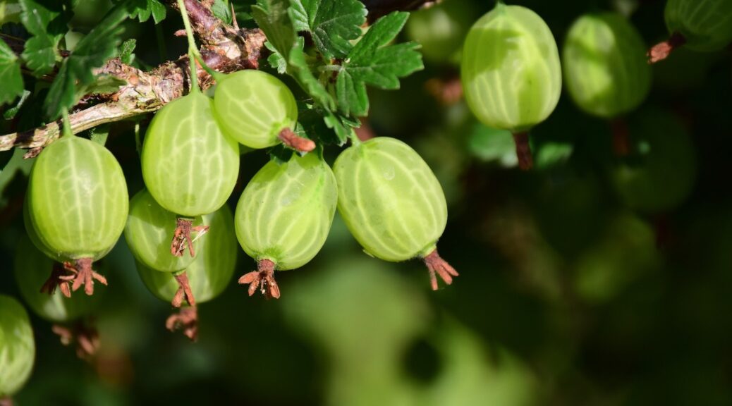 Green unripe gooseberries
