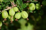 Green unripe gooseberries