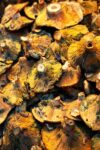 Close up of dried mushrooms,