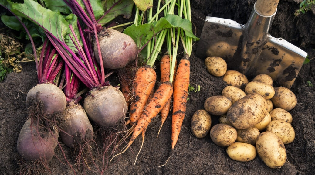 Harvest of garden vegetables