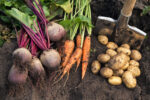 Harvest of garden vegetables