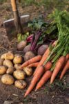 Harvesting Garden Vegetables