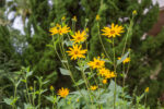 Jerusalem artichokes growing with blooming flowers